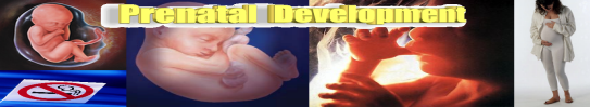 Prenatal Development Banner